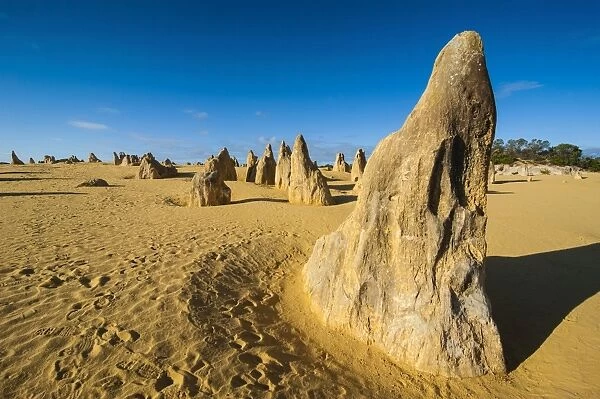 The Pinnacles limestone formations at sunset contained within Nambung National Park, Western Australia, Australia, Pacific