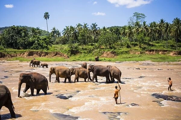 Pinnawala Elephant Orphanage, Elephants and mahouts in the Maha Oya River near Kegalle in the Hill Country of Sri Lanka, Asia