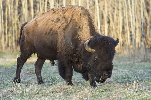 Plains Bison shedding winter fur in Spring, Elk Island National Park, Alberta, Canada