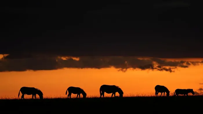 Framed Print : Plains Zebra at dusk (Equus Quagga), Maasai Mara, Mara North, Kenya, East Africa, Africa Framed Print : Plains Zebra at dusk (Equus Quagga), Maasai Mara, Mara North, Kenya, East Africa, Africa