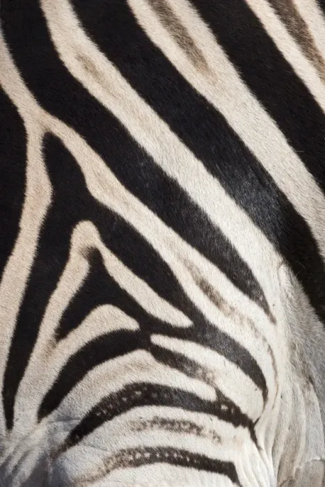 Framed Print : Plains zebra (Equua quagga burchelli) stripe pattern detail showing shadow stripe, South Africa, Africa Framed Print : Plains zebra (Equua quagga burchelli) stripe pattern detail showing shadow stripe, South Africa, Africa