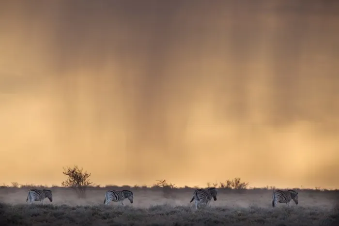 Framed Print : Plains zebra (Equus burchelli), at stormy sunset, Etosha National Park, Namibia, Africa Framed Print : Plains zebra (Equus burchelli), at stormy sunset, Etosha National Park, Namibia, Africa