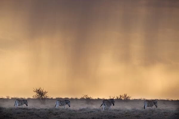 Plains zebra (Equus burchelli), at stormy sunset, Etosha National Park, Namibia, Africa