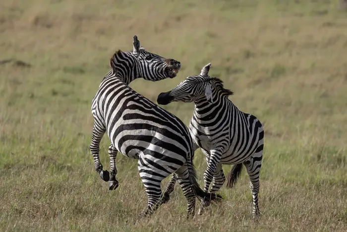 Framed Print : Plains zebra (Equus quagga boehmi) fighting, Masai Mara, Kenya, East Africa, Africa Framed Print : Plains zebra (Equus quagga boehmi) fighting, Masai Mara, Kenya, East Africa, Africa