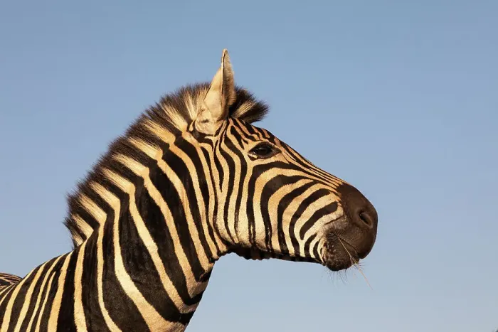 Framed Print : Plains zebra (Equus quagga burchellii), Zimanga Game Reserve, KwaZulu-Natal, South Africa, Africa Framed Print : Plains zebra (Equus quagga burchellii), Zimanga Game Reserve, KwaZulu-Natal, South Africa, Africa