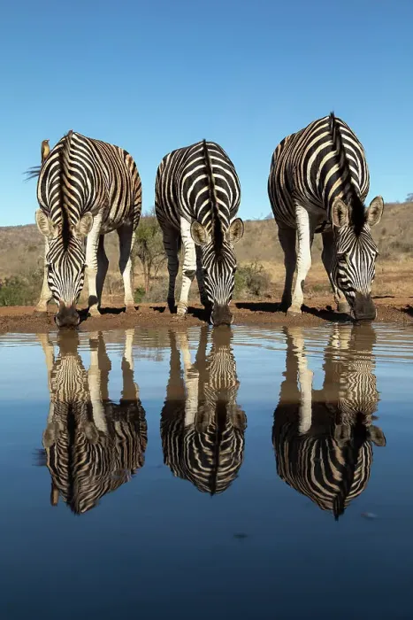 Framed Print : Plains zebra (Equus quagga burchellii) at water, Zimanga Game Reserve, KwaZulu-Natal, South Africa, Africa Framed Print : Plains zebra (Equus quagga burchellii) at water, Zimanga Game Reserve, KwaZulu-Natal, South Africa, Africa