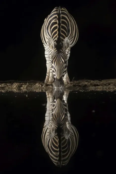 Framed Print : Plains zebra (Equus quagga) drinking at night, Zimanga private game reserve, KwaZulu-Natal Framed Print : Plains zebra (Equus quagga) drinking at night, Zimanga private game reserve, KwaZulu-Natal