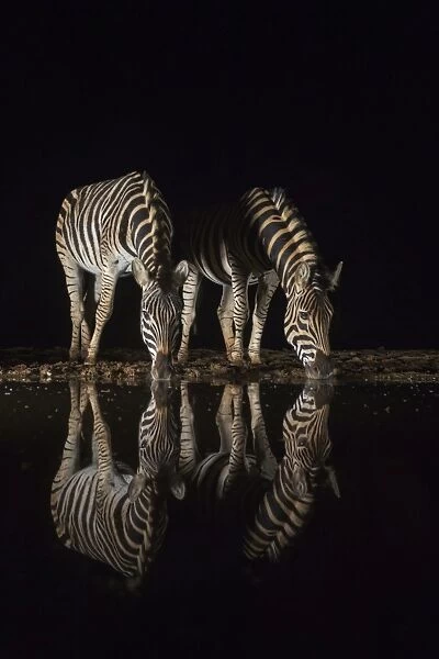Plains zebra (Equus quagga) drinking at night, Zimanga private game reserve, KwaZulu-Natal