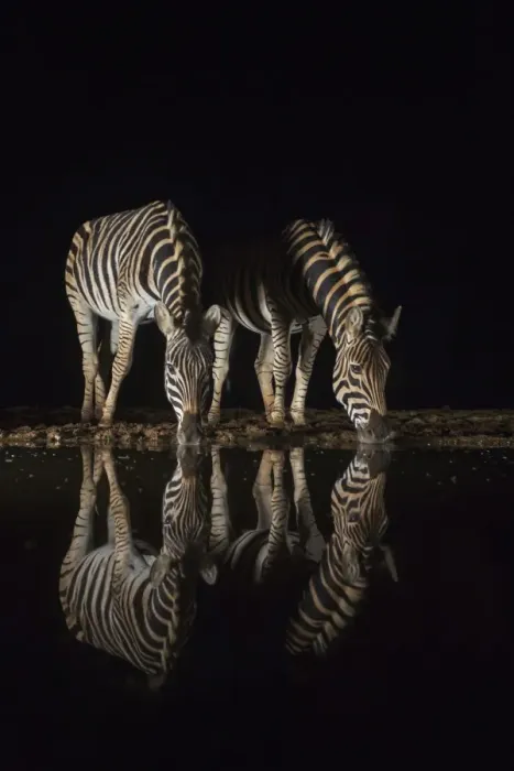 Framed Print : Plains zebra (Equus quagga) drinking at night, Zimanga private game reserve, KwaZulu-Natal Framed Print : Plains zebra (Equus quagga) drinking at night, Zimanga private game reserve, KwaZulu-Natal