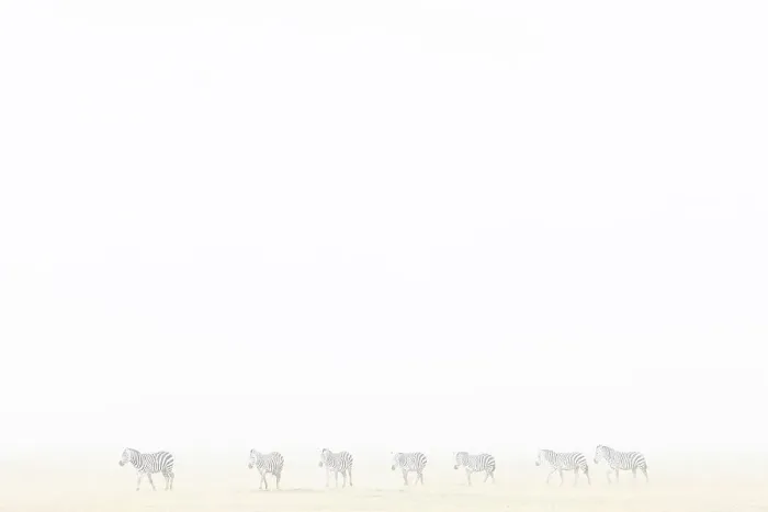 Framed Print : Plains zebra (Equus quagga) in dust storm, Amboseli National Park, Kenya, East Africa, Africa Framed Print : Plains zebra (Equus quagga) in dust storm, Amboseli National Park, Kenya, East Africa, Africa