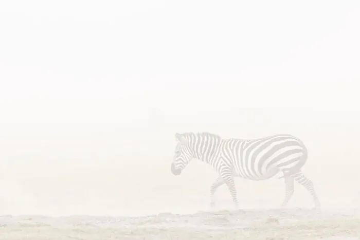 Framed Print : Plains zebra (Equus quagga) in dust storm, Amboseli National Park, Kenya, East Africa, Africa Framed Print : Plains zebra (Equus quagga) in dust storm, Amboseli National Park, Kenya, East Africa, Africa