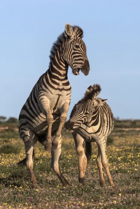 Framed Print : Plains zebra (Equus quagga) fighting, Addo Elephant national park, Eastern Cape Framed Print : Plains zebra (Equus quagga) fighting, Addo Elephant national park, Eastern Cape