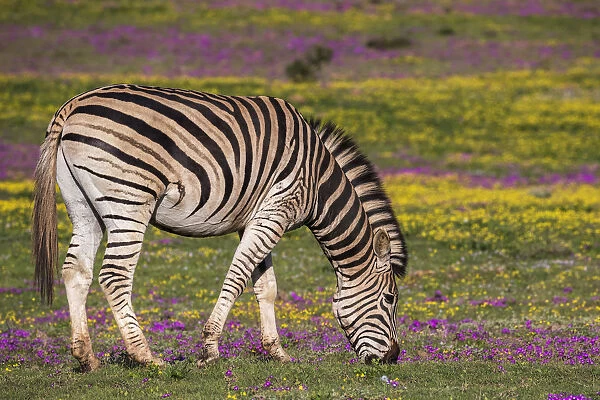 Plains zebra (Equus quagga) grazing spring flowers, Addo Elephant national park, Eastern Cape