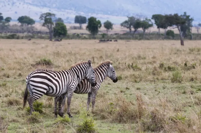 Framed Print : Plains zebra (Equus quagga), Masai Mara, Kenya, East Africa, Africa Framed Print : Plains zebra (Equus quagga), Masai Mara, Kenya, East Africa, Africa