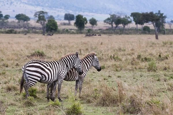 Plains zebra (Equus quagga), Masai Mara, Kenya, East Africa, Africa