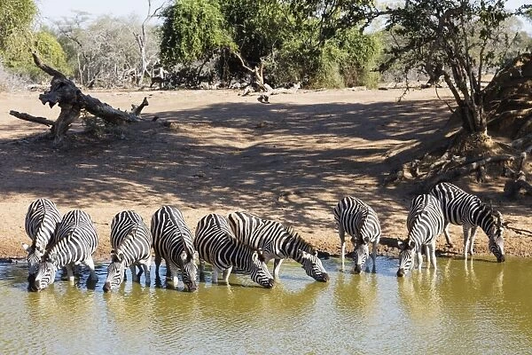 Plains zebra (Equus quagga), Mkhuze Game Reserve, Kwazulu-Natal, South Africa, Africa