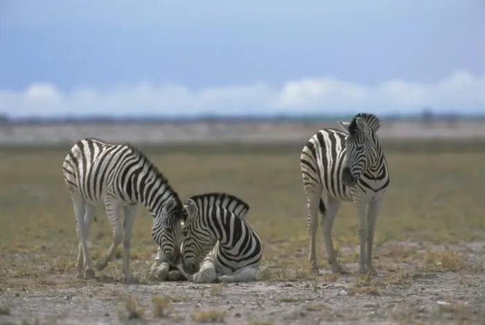 Framed Print : Plains zebras Framed Print : Plains zebras