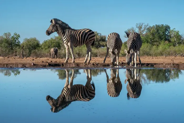 Framed Print : Plains zebras (Equus quagga) drinking at waterhole, Mashatu Game Reserve, Botswana, Africa Framed Print : Plains zebras (Equus quagga) drinking at waterhole, Mashatu Game Reserve, Botswana, Africa