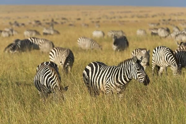 Plains zebras (Equus quagga), Masai Mara, Kenya, East Africa, Africa