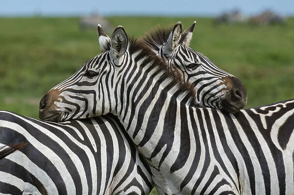 Plains zebras (Equus quagga), Ndutu, Ngorongoro Conservation Area, Serengeti, Tanzania