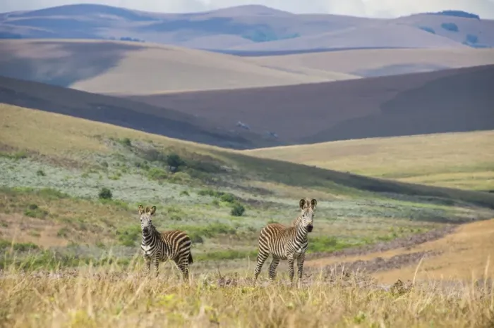 Framed Print : Plains zebras (Equus quagga), Nyika National Park, Malawi, Africa