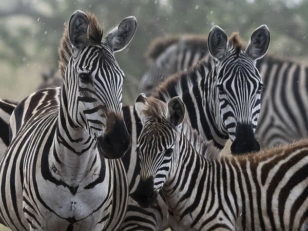 Plains zebras (Equus quagga) under the rain, Seronera, Serengeti National Park, Tanzania