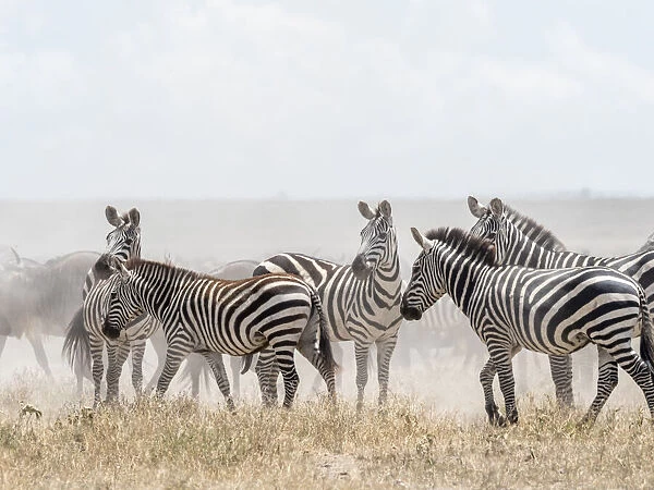 Plains zebras (Equus quagga) in Serengeti National Park, UNESCO World Heritage Site