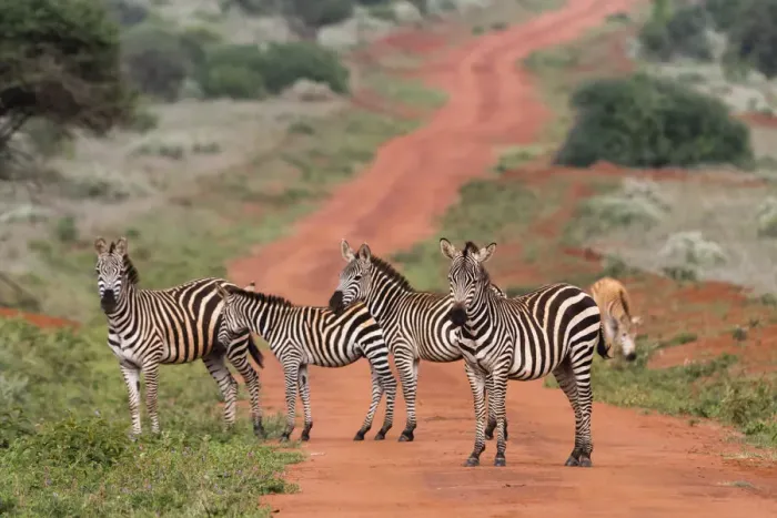 Framed Print : Plains zebras (Equus quagga), Tsavo, Kenya, East Africa, Africa Framed Print : Plains zebras (Equus quagga), Tsavo, Kenya, East Africa, Africa