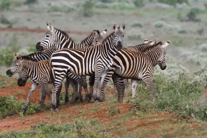 Framed Print : Plains zebras (Equus quagga), Tsavo, Kenya, East Africa, Africa Framed Print : Plains zebras (Equus quagga), Tsavo, Kenya, East Africa, Africa