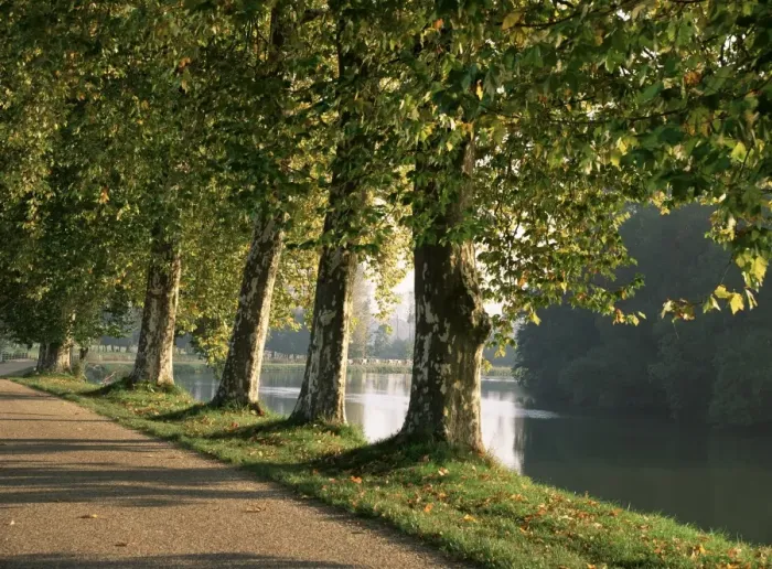 Framed Print : Plane trees beside the River Saone near Macon, Saone et Loire, Burgundy, France, Europe Framed Print : Plane trees beside the River Saone near Macon, Saone et Loire, Burgundy, France, Europe
