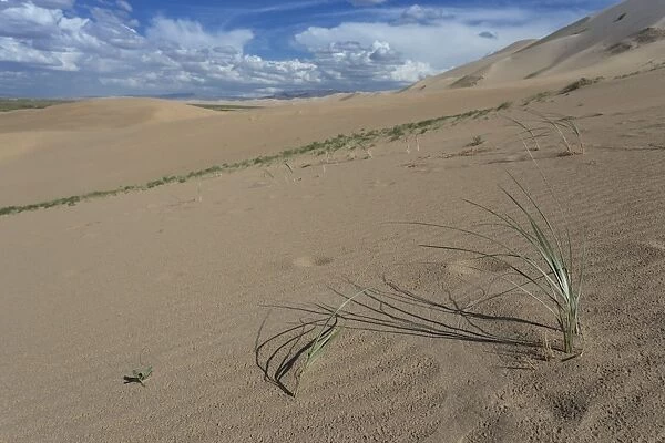 Plant growing on huge sand dunes on a summer evening, Khongoryn Els, Gobi Desert