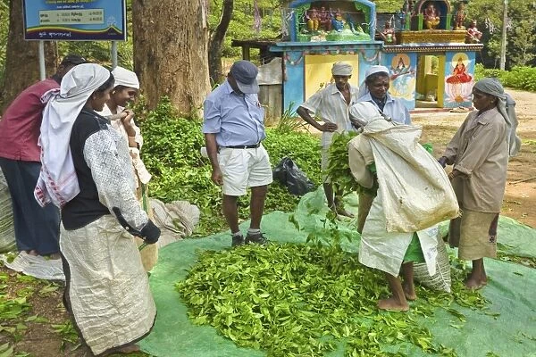 Plantation Tamil women bagging and weighing prized Uva tea by a temple near Ella in the Central Highlands, Ella, Sri