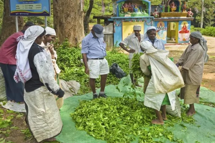 Framed Print : Plantation Tamil women bagging and weighing prized Uva tea by a temple near Ella in the Central Highlands, Ella, Sri Framed Print : Plantation Tamil women bagging and weighing prized Uva tea by a temple near Ella in the Central Highlands, Ella, Sri