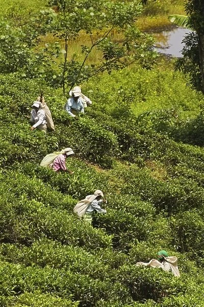 Plantation Tamil women picking prized highland Uva tea in Namunukula Mountains near Ella