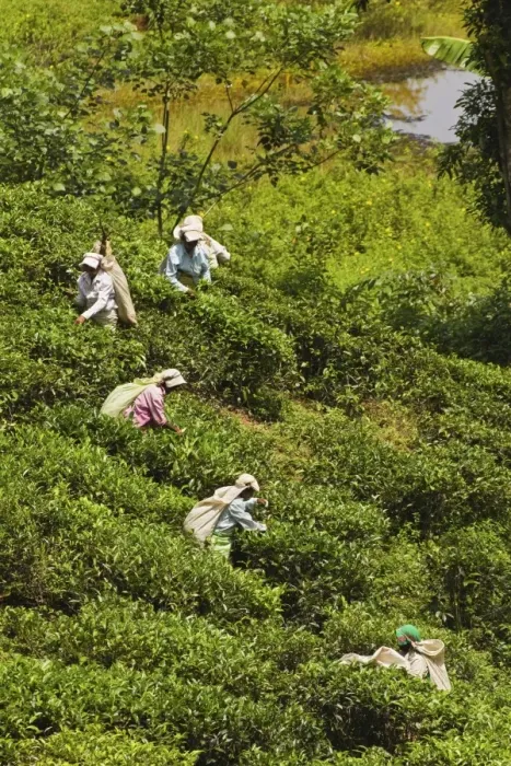 Framed Print : Plantation Tamil women picking prized highland Uva tea in Namunukula Mountains near Ella Framed Print : Plantation Tamil women picking prized highland Uva tea in Namunukula Mountains near Ella