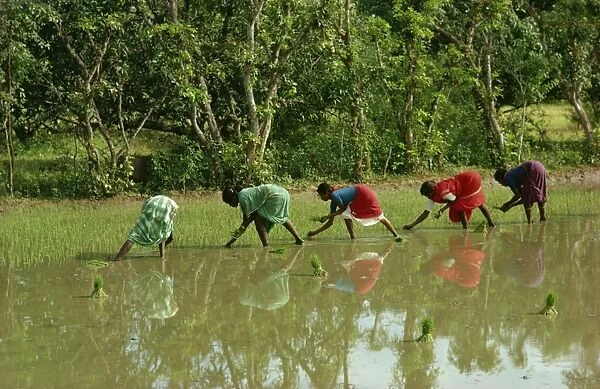 Planting rice, Mysore, India, Asia