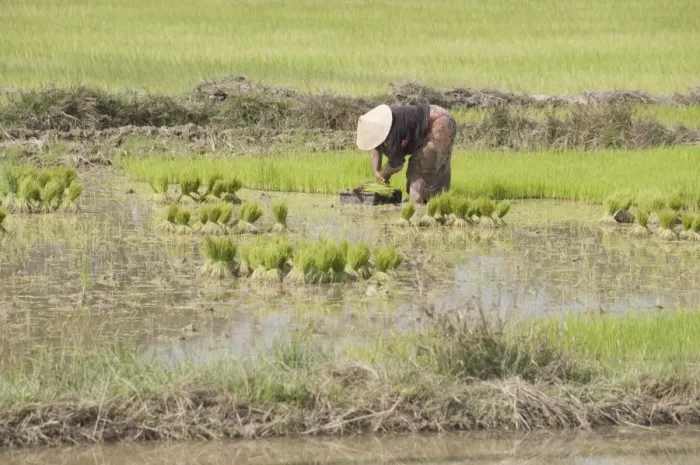 Framed Print : Planting rice, near Vientiane, Laos, Indochina, Southeast Asia, Asia Framed Print : Planting rice, near Vientiane, Laos, Indochina, Southeast Asia, Asia
