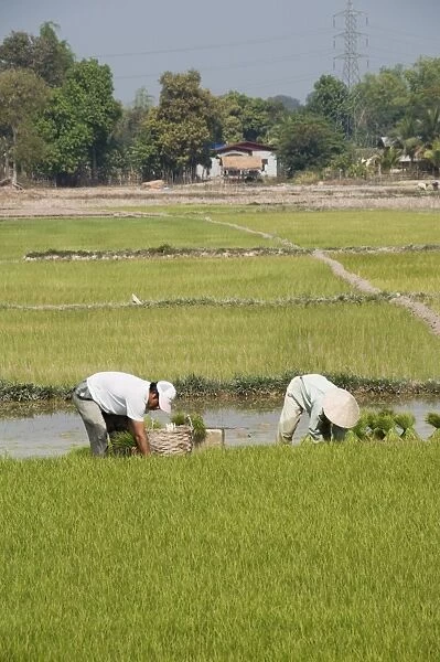 Planting rice, Vientiane, Laos
