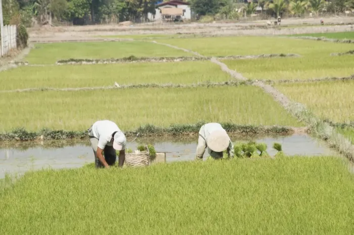 Framed Print : Planting rice, Vientiane, Laos Framed Print : Planting rice, Vientiane, Laos