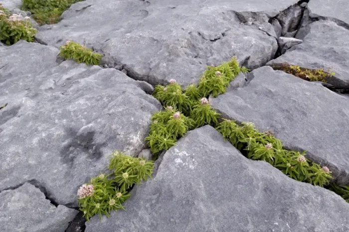 Framed Print : Plants growing amongst the limestone pavement, The Burren, County Clare Framed Print : Plants growing amongst the limestone pavement, The Burren, County Clare