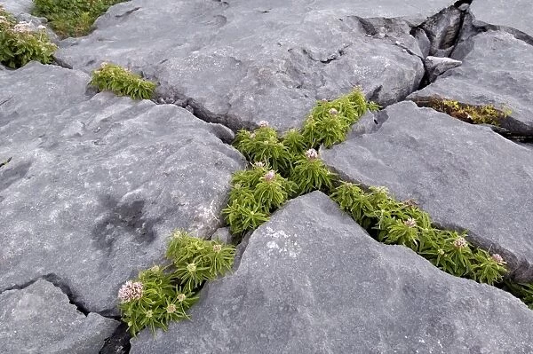 Plants growing amongst the limestone pavement, The Burren, County Clare