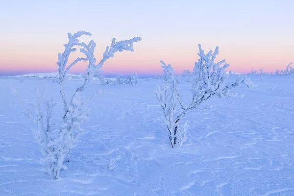 Plants ice encrusted in an uninhabited area of Lapland, Riskgransen, Norbottens Ian