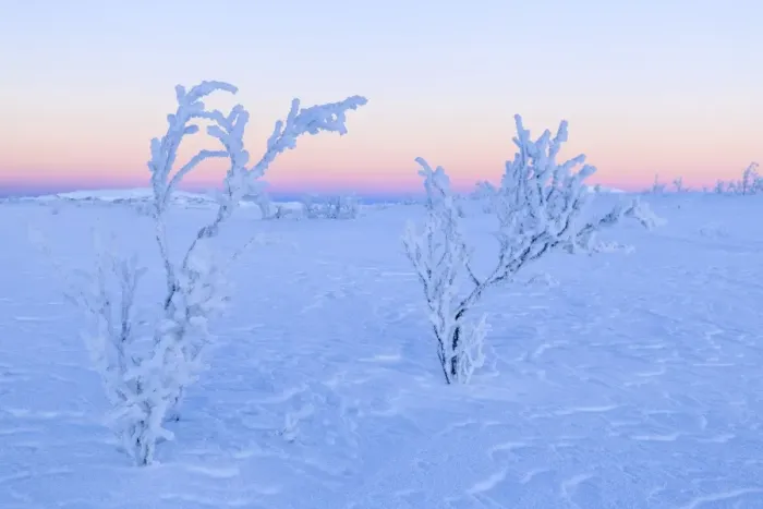 Framed Print : Plants ice encrusted in an uninhabited area of Lapland, Riskgransen, Norbottens Ian Framed Print : Plants ice encrusted in an uninhabited area of Lapland, Riskgransen, Norbottens Ian