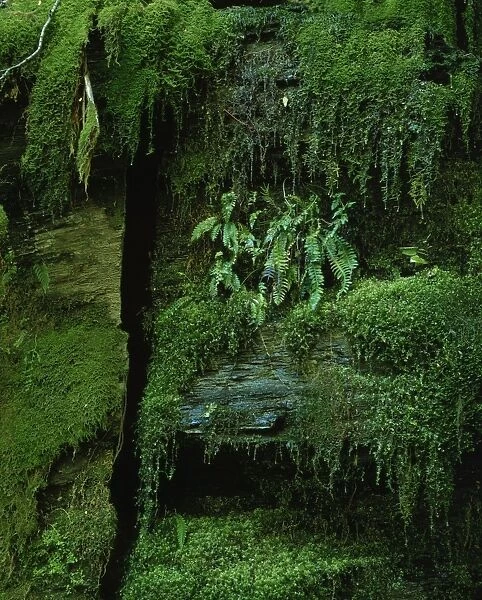 Detail of plants and mosses at Mossvale Falls