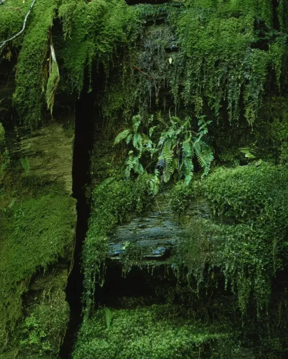 Framed Print : Detail of plants and mosses at Mossvale Falls Framed Print : Detail of plants and mosses at Mossvale Falls