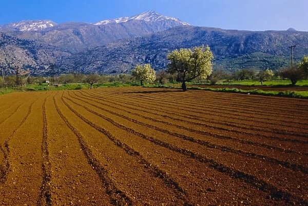 Ploughed field with blooming trees and mountains in the background