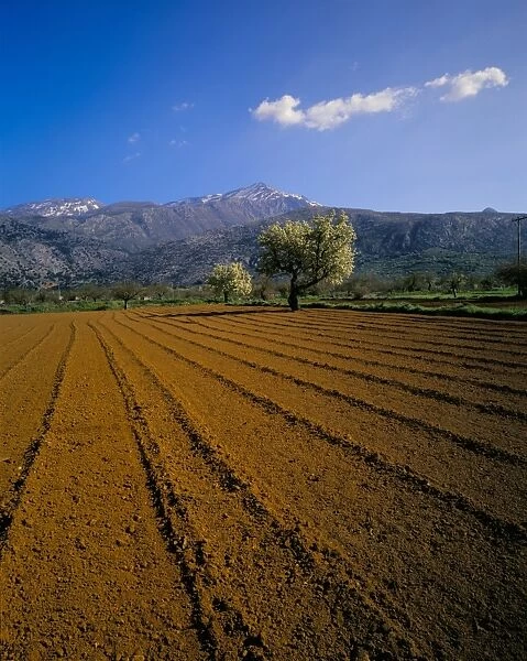 Ploughed field with trees and mountains