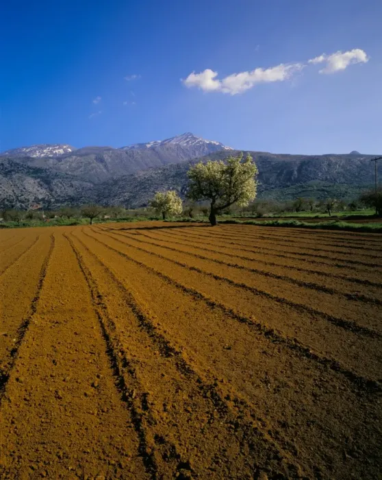 Framed Print : Ploughed field with trees and mountains Framed Print : Ploughed field with trees and mountains