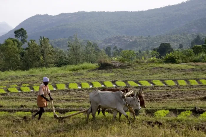 Framed Print : Ploughing an agricultural field, Marayoor, Kerala, India, Asia Framed Print : Ploughing an agricultural field, Marayoor, Kerala, India, Asia