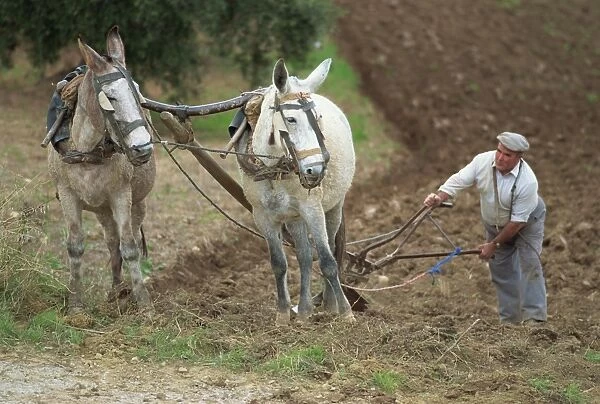 Ploughing with donkeys, near Olvera, Cadiz, Andalucia, Spain, Europe